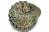 Wide, Perfectly Enrolled Morocops Trilobite - Morocco #323206-1